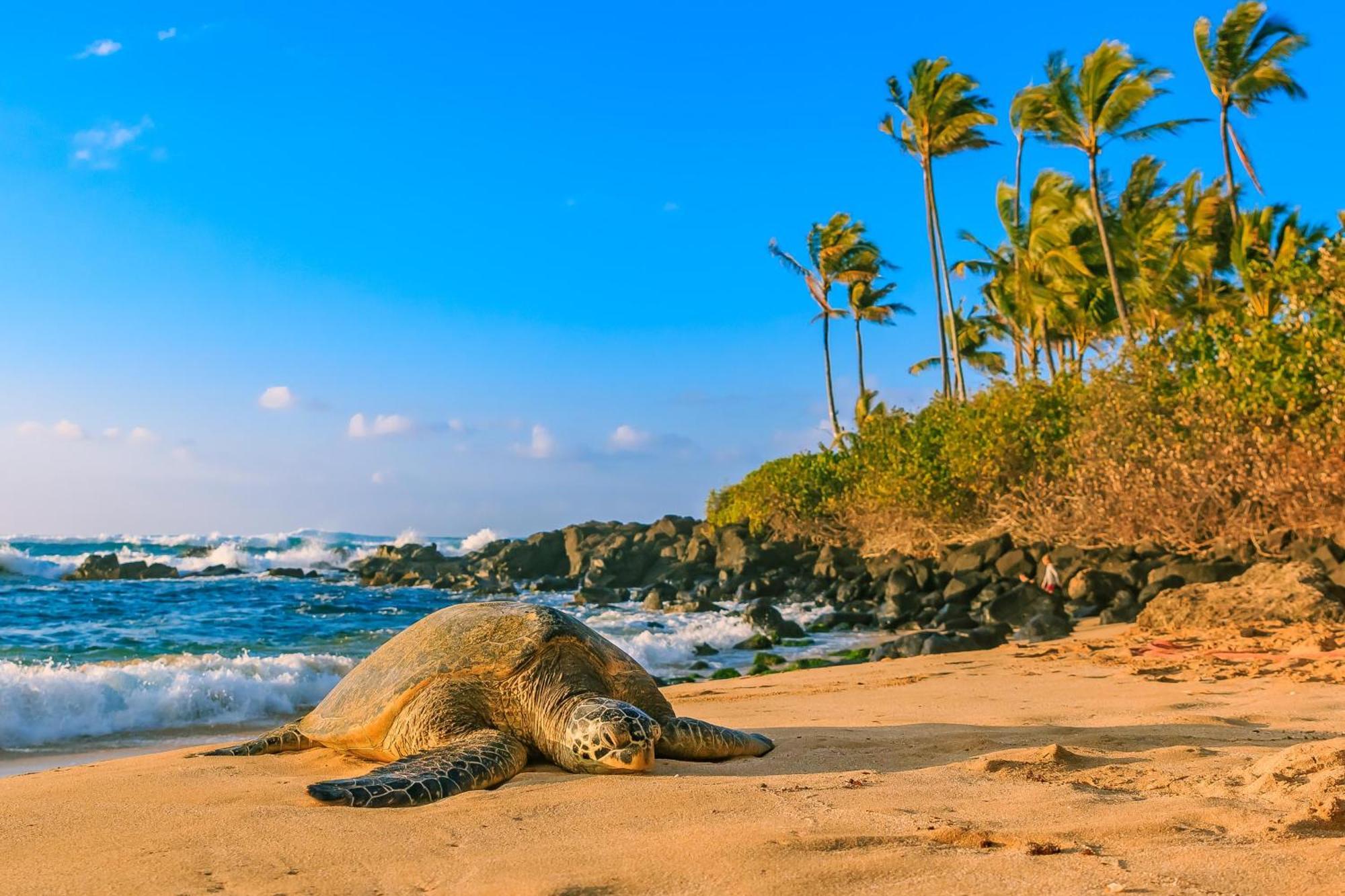 Marvelous Marine Surf Villa Honolulu Dış mekan fotoğraf